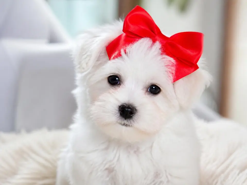 White puppy wearing a big red bow