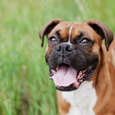 Pet