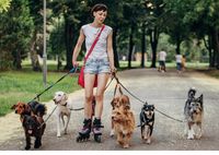 Dog Walking