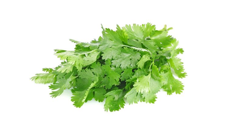 Cilantro