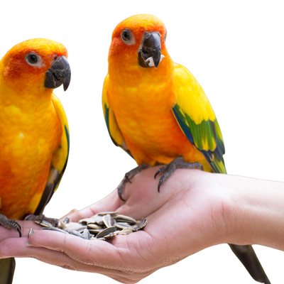 Birds
