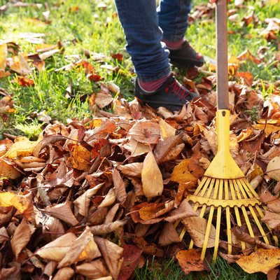 Leaf Removal