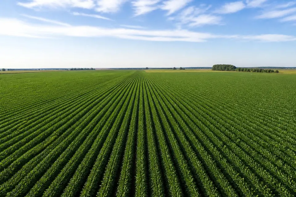 Farm crop rows