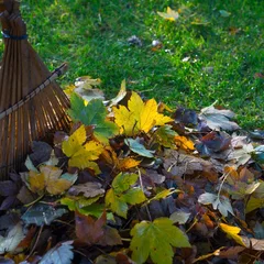 Leafs